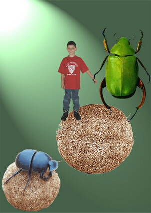 Dan the Dung Beetle