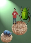 Dan the Dung Beetle